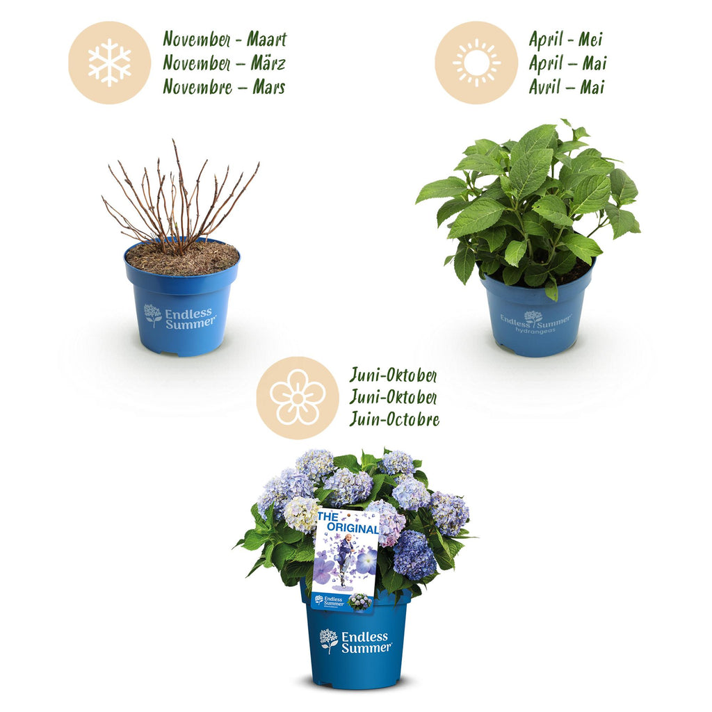 Hydrangea Endles Summer The Orginal Blau, Hortensie, Winterhart, Blau, 1 Pflanze, Topf 14 cm, 20-25 cm