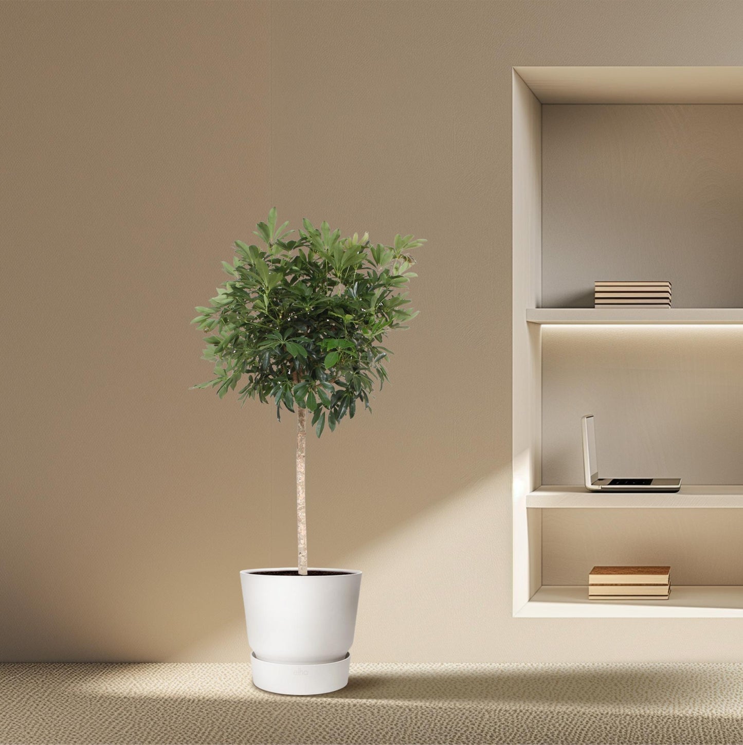 Schefflera arboricola Compacta – Baumform – 190 cm – Ø45