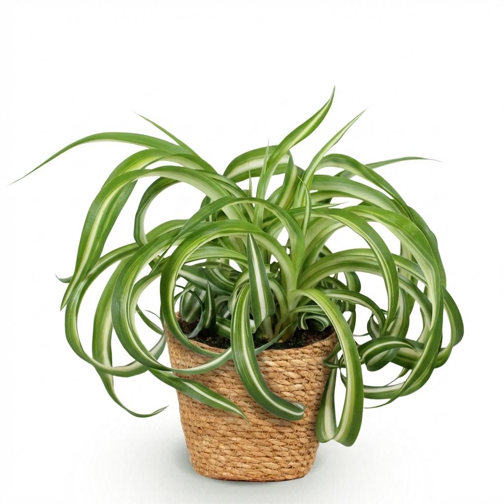 Green boutiQ, Zimmerpflanze, Chlorophytum comosum Bonnie, Lockige Graslilie, Haustierfreundliche Pflanze, Grün, Topf 12cm, Höhe 20cm