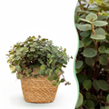 Green boutiQ, Zimmerpflanze, Calissia repens, Katzengras, Haustierfreundlich, Grün, Topf 12cm, Höhe 17, 20cm
