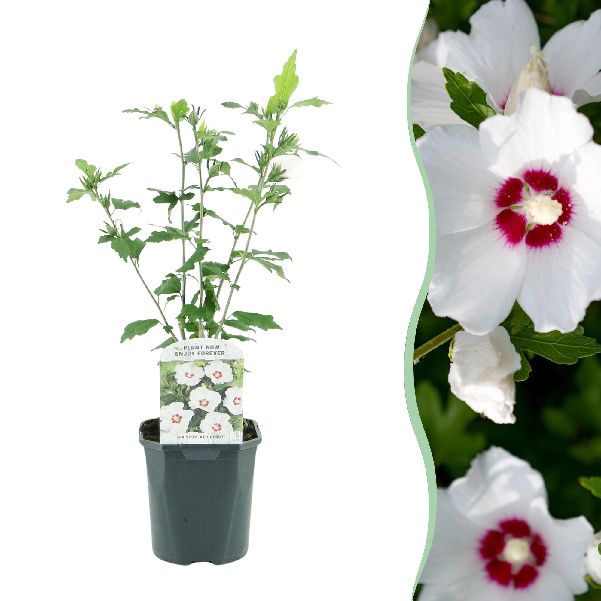 Sträucher, Hibiscus syriacus Rot Heart, Blüte Weiß Mit Rotem Herzen, 1 Pflanze, Laubabwerfend, Wenig Pflege, Topf 17 cm 45 cm