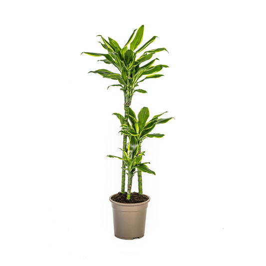 Dracaena Fragrans Golden Coast Ø21cm - ↕90 - 110cm - Botanic-Vibes