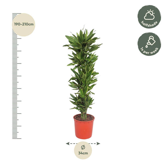 Dracaena golden coast – 200 cm – ø34 - Botanic-Vibes