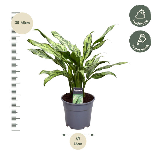 Aglaonema Juliette – 40 cm – Ø12