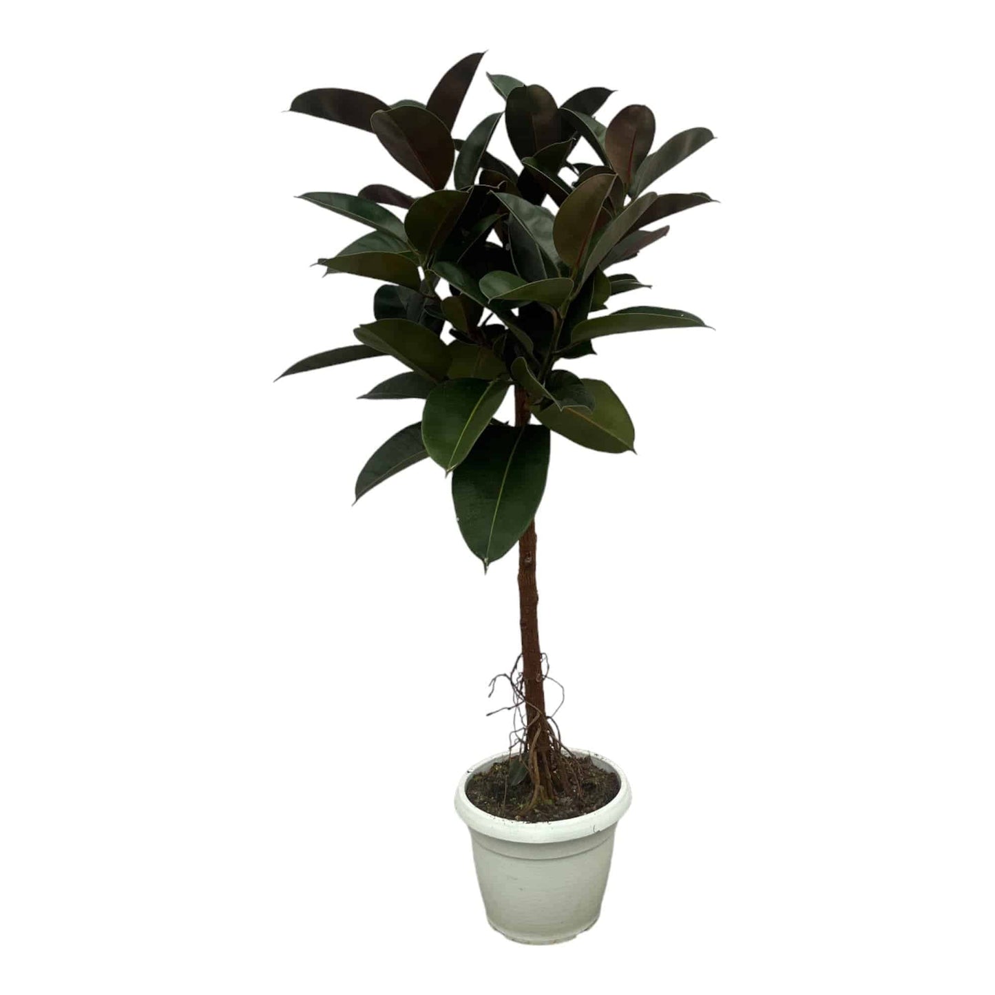 Ficus elastica 'Robusta' Stamm – 140 cm – Ø27 - Botanic-Vibes