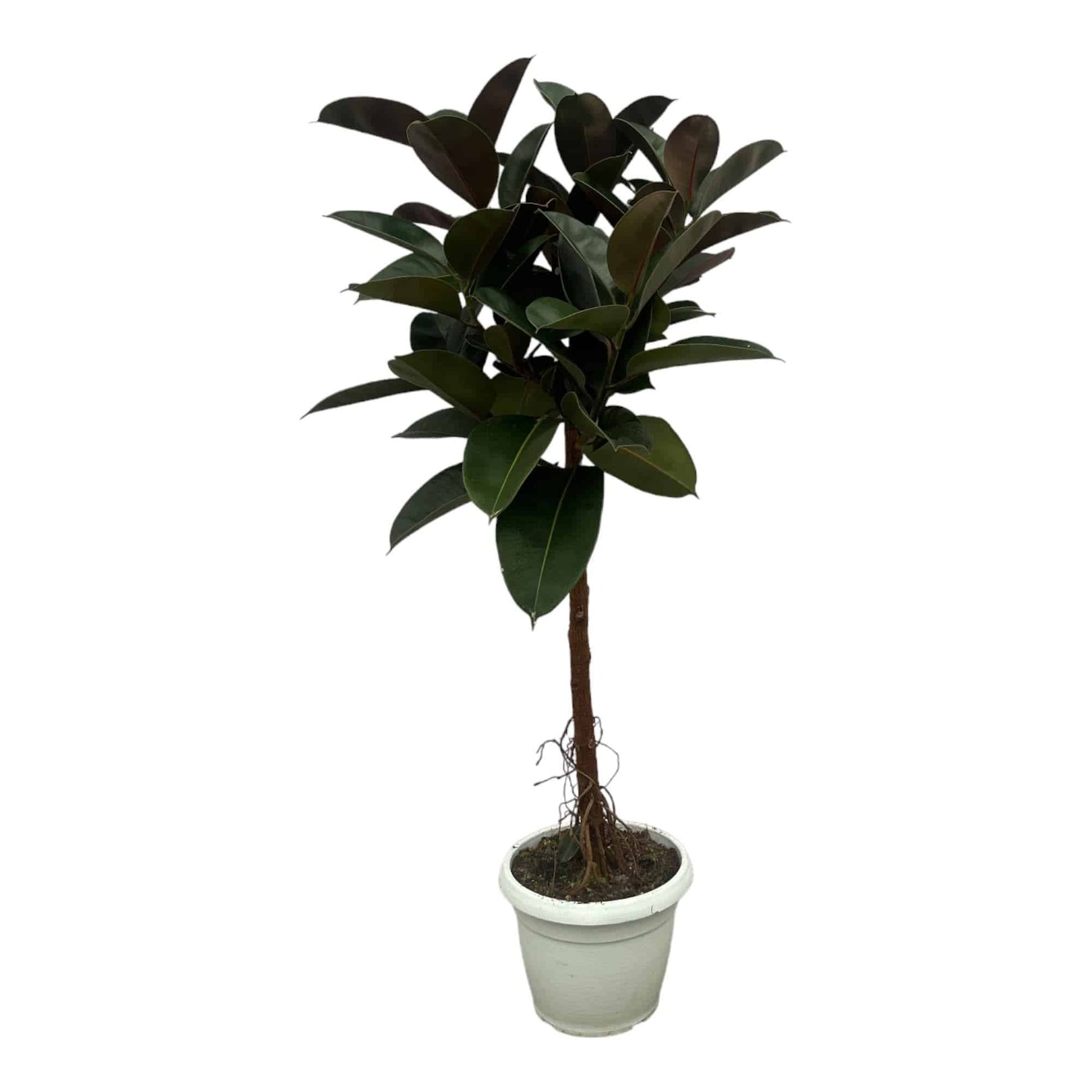 Ficus elastica 'Robusta' Stamm – 140 cm – Ø27 - Botanic-Vibes