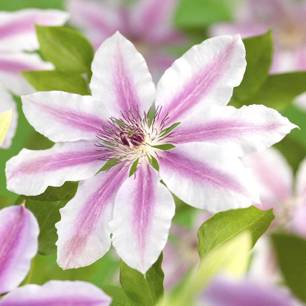 Kletterpflanze, Clematis Nelly Moser, Blüte Rosa, Wenig Pflege, 2 Pflanzen, Topf 11 cm 40 cm
