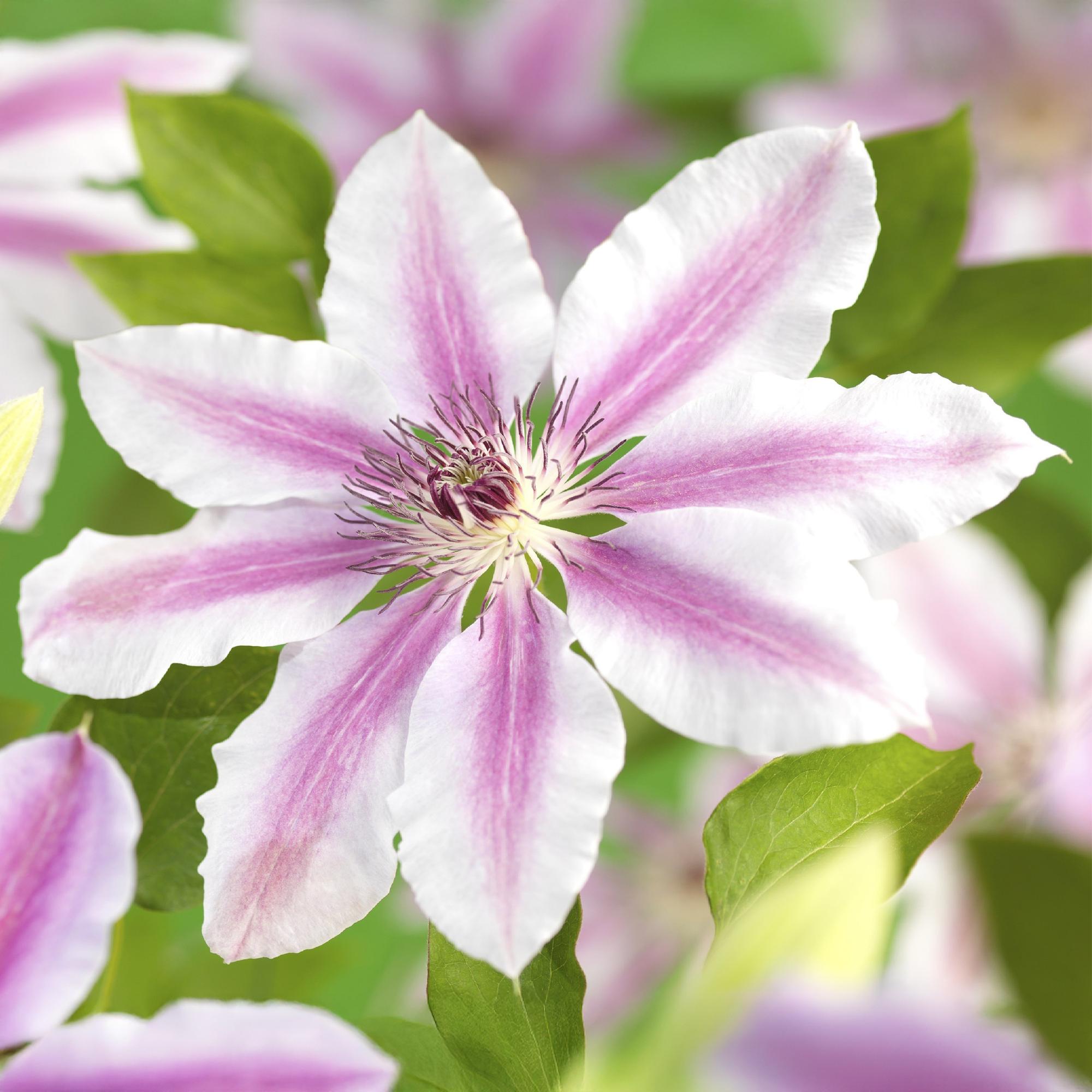 Kletterpflanze, Clematis Nelly Moser, Blüte Rosa, Wenig Pflege, 2 Pflanzen, Topf 11 cm 40 cm