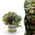 Calissia repens, Schildkrötenpflanze, Haustierfreundliche Pflanze, Grün, 1 Pflanze, Topf 12 cm, 14 cm
