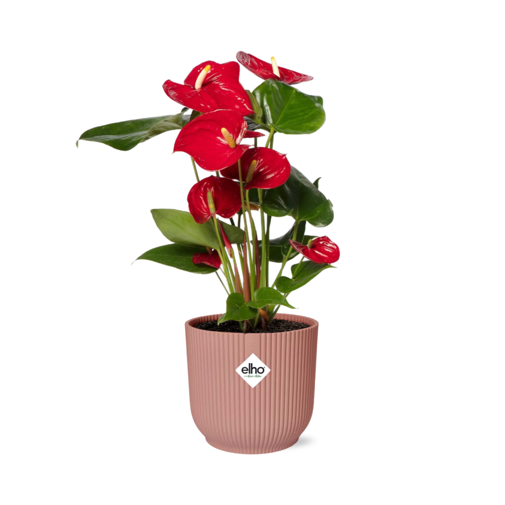 Anthurium Rot 12 cm im ELHO Vibes Fold, 14 cm, rosa