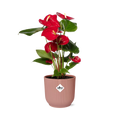 Anthurium Rot 12 cm im ELHO Vibes Fold, 14 cm, rosa