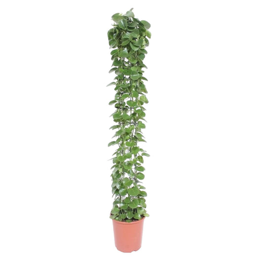 Cissus rotundifolia mit Rankgitter – 160 cm – Ø27