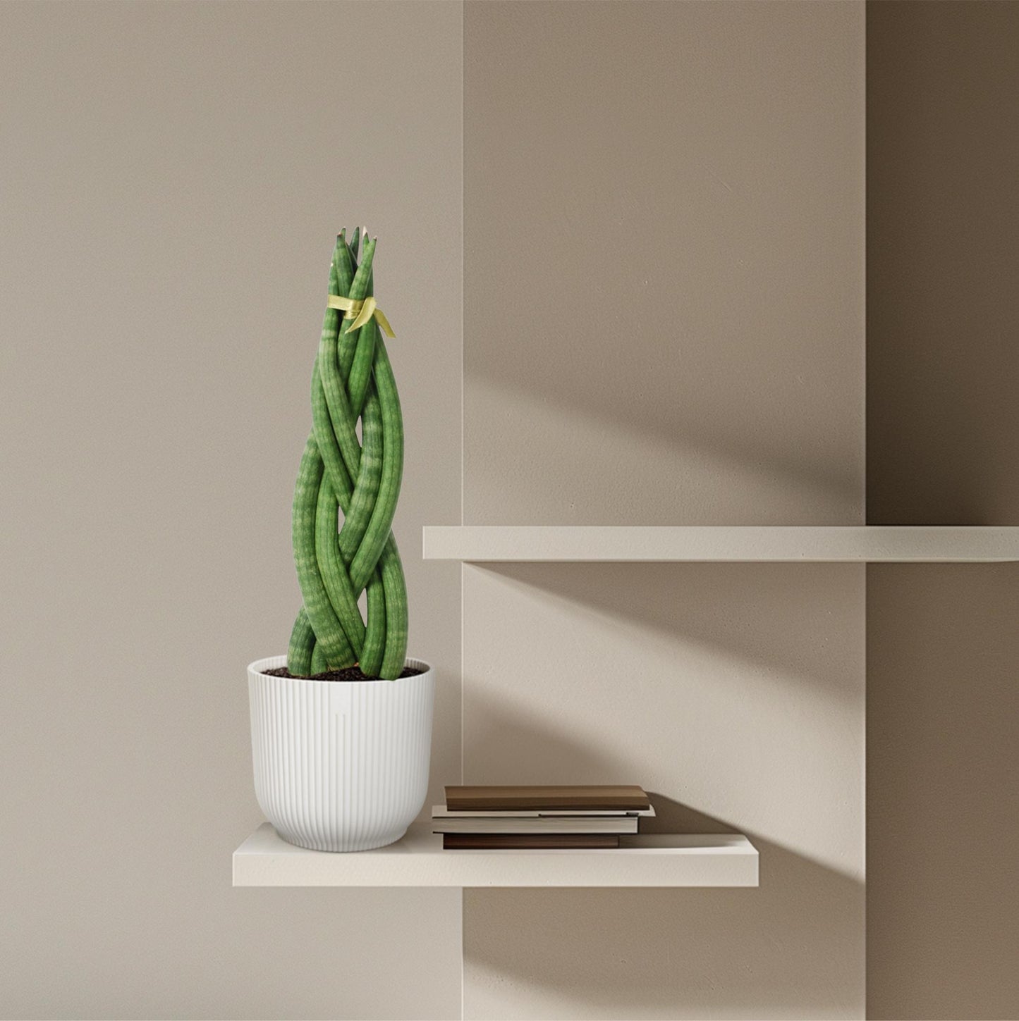 Sansevieria cylindrica 'Twist' – 40 cm – Ø10,5