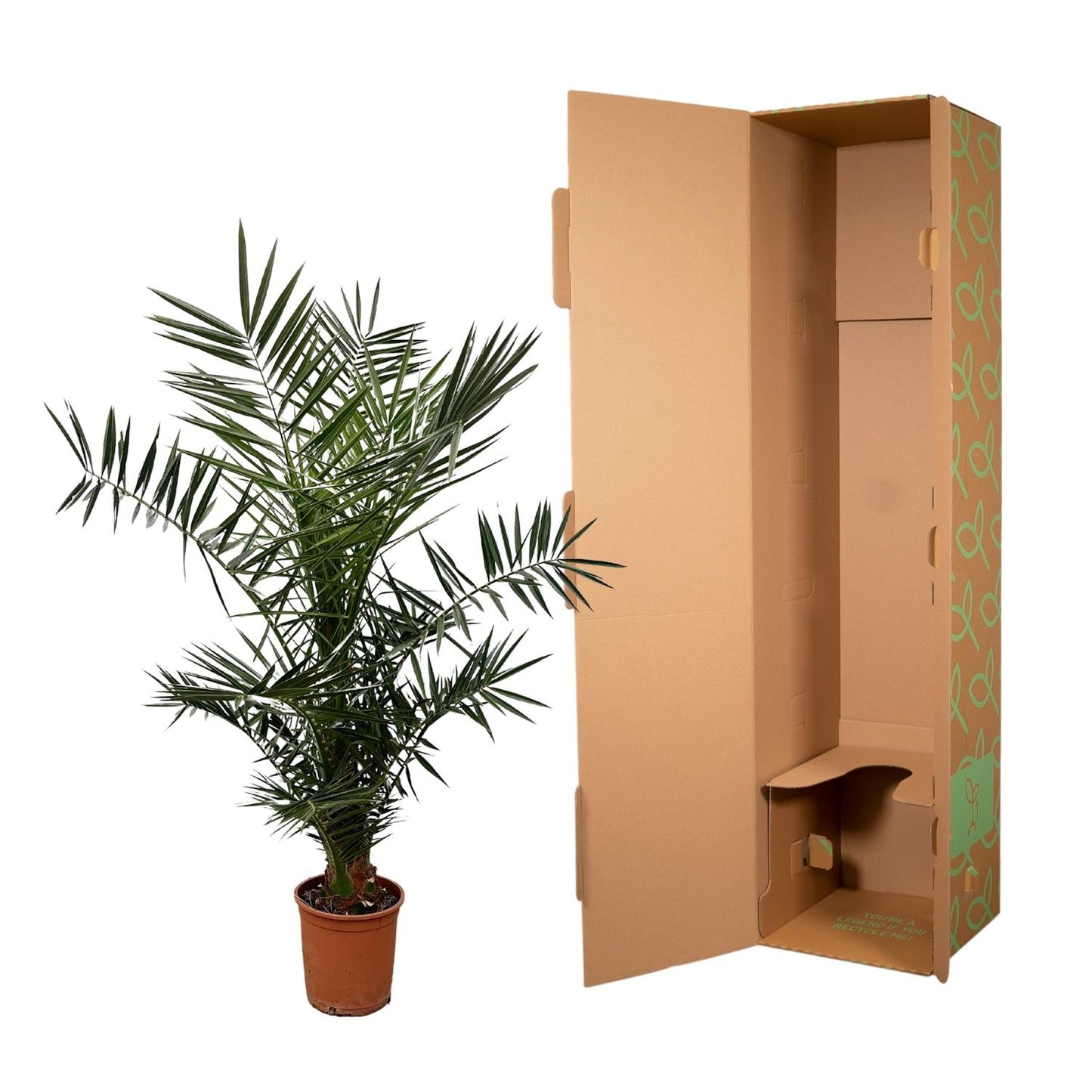 Phoenix canariensis – 140 cm – Ø21