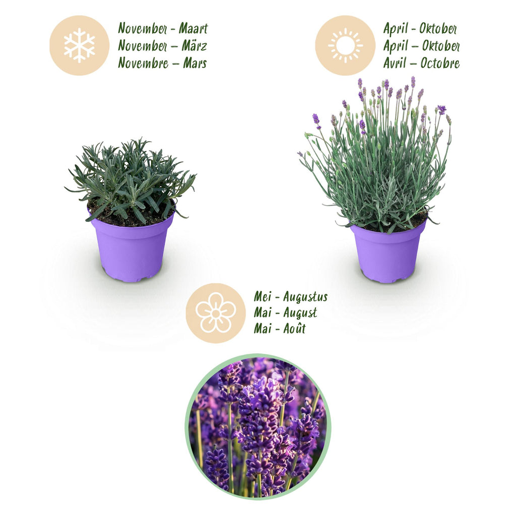 Lavandula angustifolia Munstead, Lavendel, Winterhart, Lila, 18 Pflanzen, Topf 12 cm, 15-25 cm
