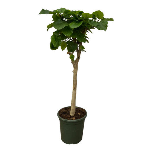 Ficus Umbellata Stamm – 140 cm – Ø30 - Botanic-Vibes