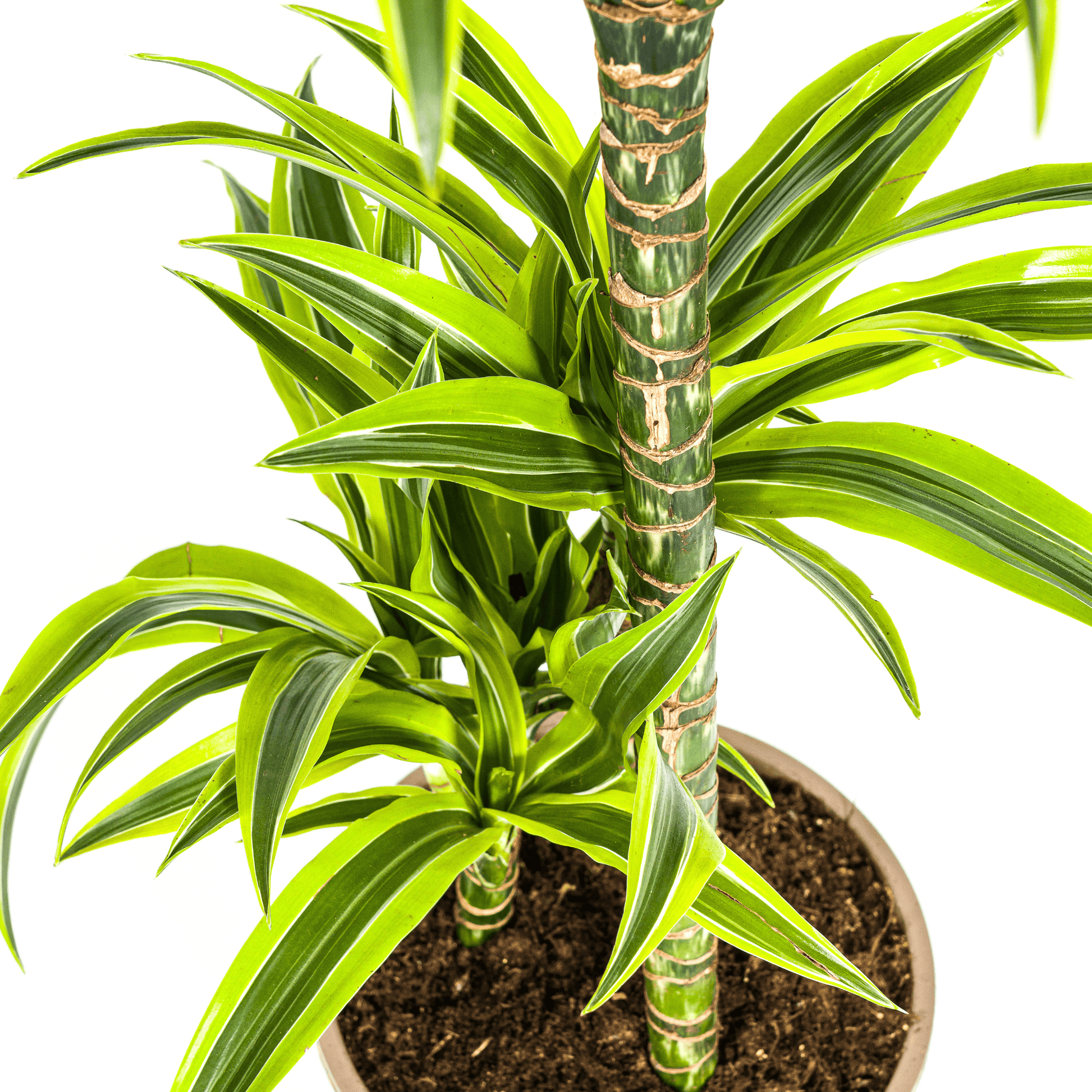 Dracaena Deremensis Lemon Lime Ø21cm - ↕90 - 110cm - Botanic-Vibes