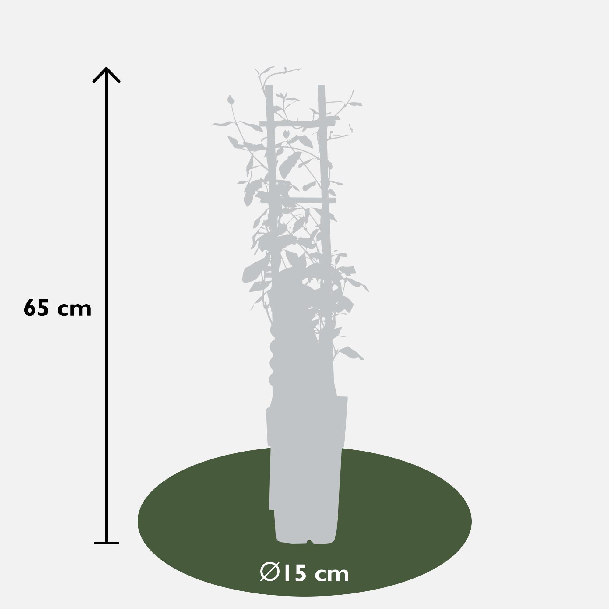 2x, Trachelospermum 'Star of Toscana', 65 cm, Ø15 cm