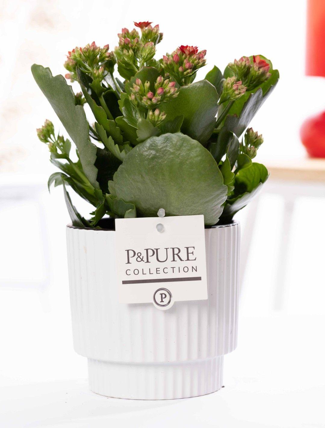Kalanchoe Rot In P&PURE Ivy Ceramics Shiny Weiß, Ø12 cm, 27 cm