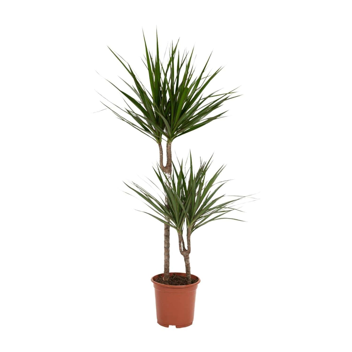 Dracaena Marginata – Ø19 – 100 cm - Botanic-Vibes