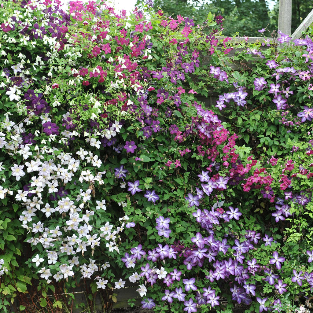 Kletterpflanze, Clematis Tricolour, Blüte Rosa Weiß Lila, Wenig Pflege, 3 Pflanzen, Topf 11 cm 40 cm