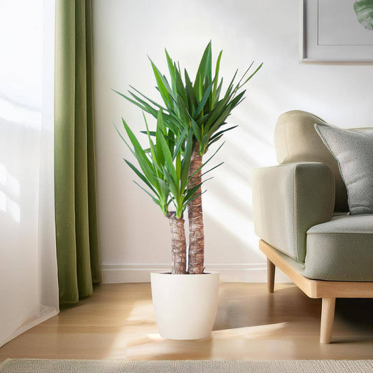 Yucca Elephantipes mit Viber weiß - 90cm - Ø21 - Botanic-Vibes