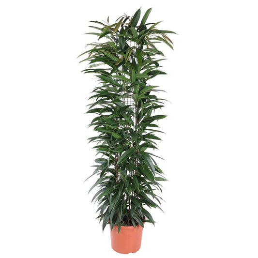 Ficus 'Alii King' Säule – 150 cm – Ø29 - Botanic-Vibes