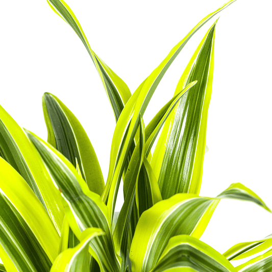 Dracaena Deremensis Lemon Lime Ø19cm - ↕70 - 90cm - Botanic-Vibes