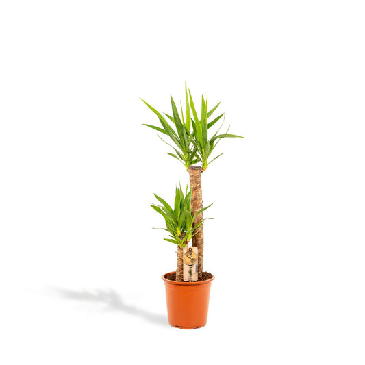 Yucca – Ø21cm – 100cm - Botanic-Vibes