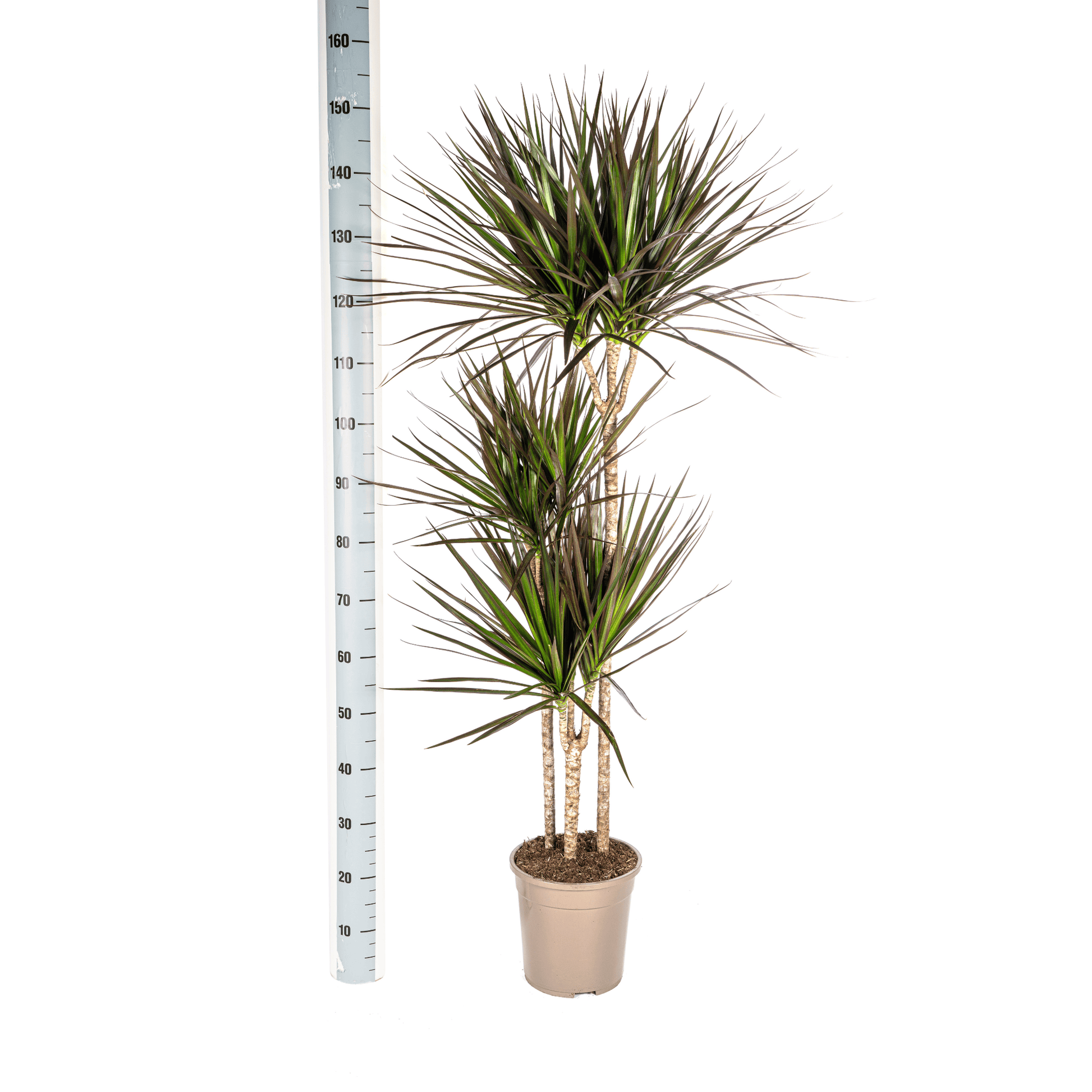 Dracaena Marginata Magenta Ø24cm - ↕130 - 150cm - Botanic-Vibes