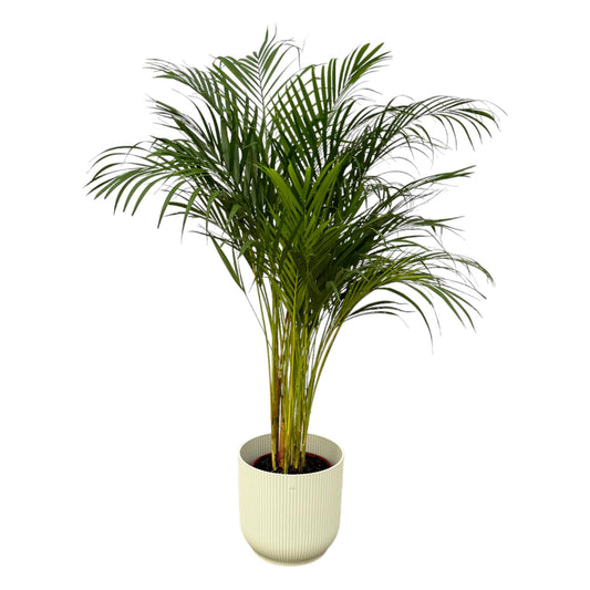 Areca-Palme – 130 cm – Ø24 inklusive elho Vibes Fold Round weiß D30×H27
