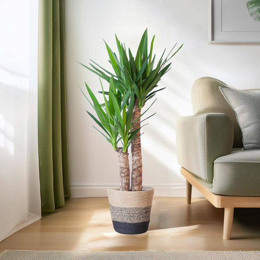 Yucca Elephantipes mit Korb Lissabon Schwarz - 90cm - Ø21 - Botanic-Vibes