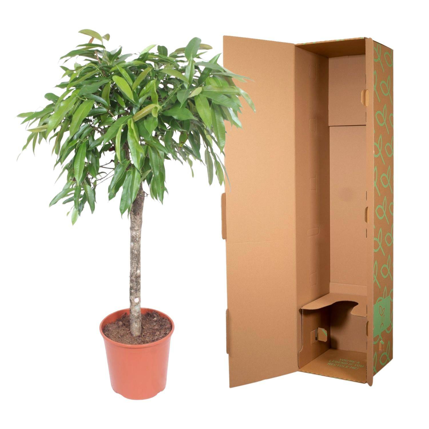 Ficus 'Amstel King' – 130 cm – Ø30 - Botanic-Vibes