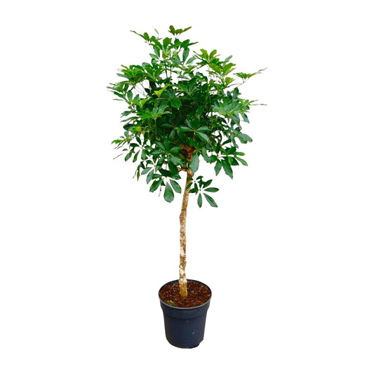 Schefflera auf Stamm – 170cm – Ø35