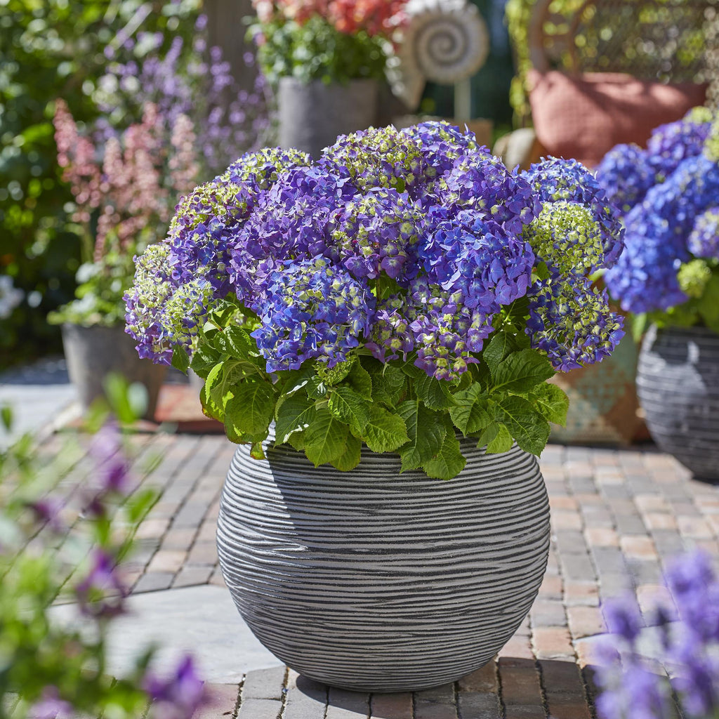 Hydrangea Endless Summer Summer Love Lila, Hortensie, Winterhart, Lila, 1 Pflanze, Topf 14 cm, 20-25 cm