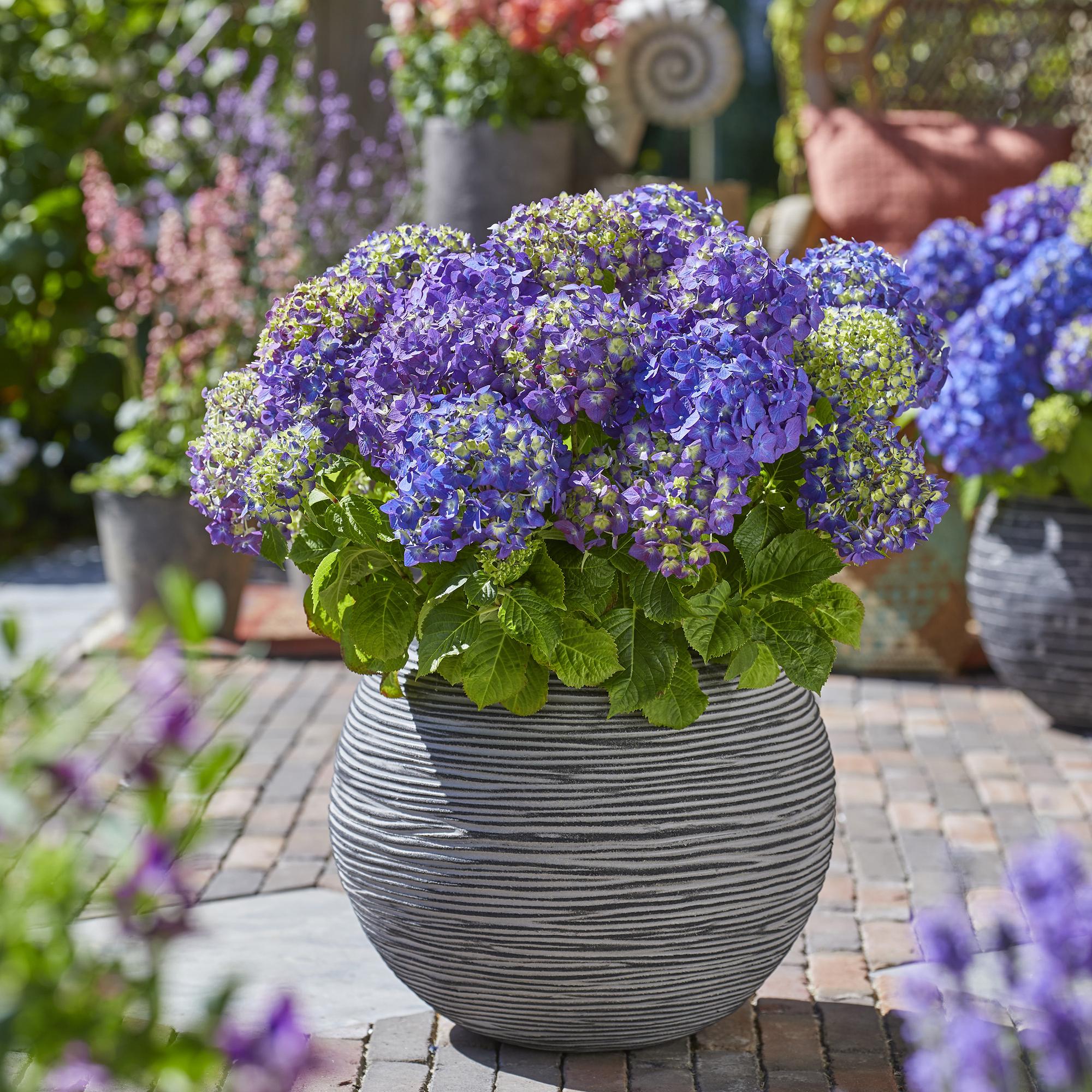 Hydrangea Endless Summer Summer Love Lila, Hortensie, Winterhart, Lila, 1 Pflanze, Topf 14 cm, 20-25 cm