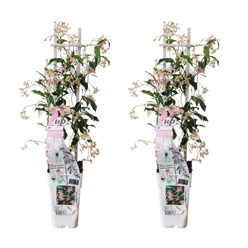 2x, Trachelospermum 'Star of Ibiza', 65 cm, Ø15 cm