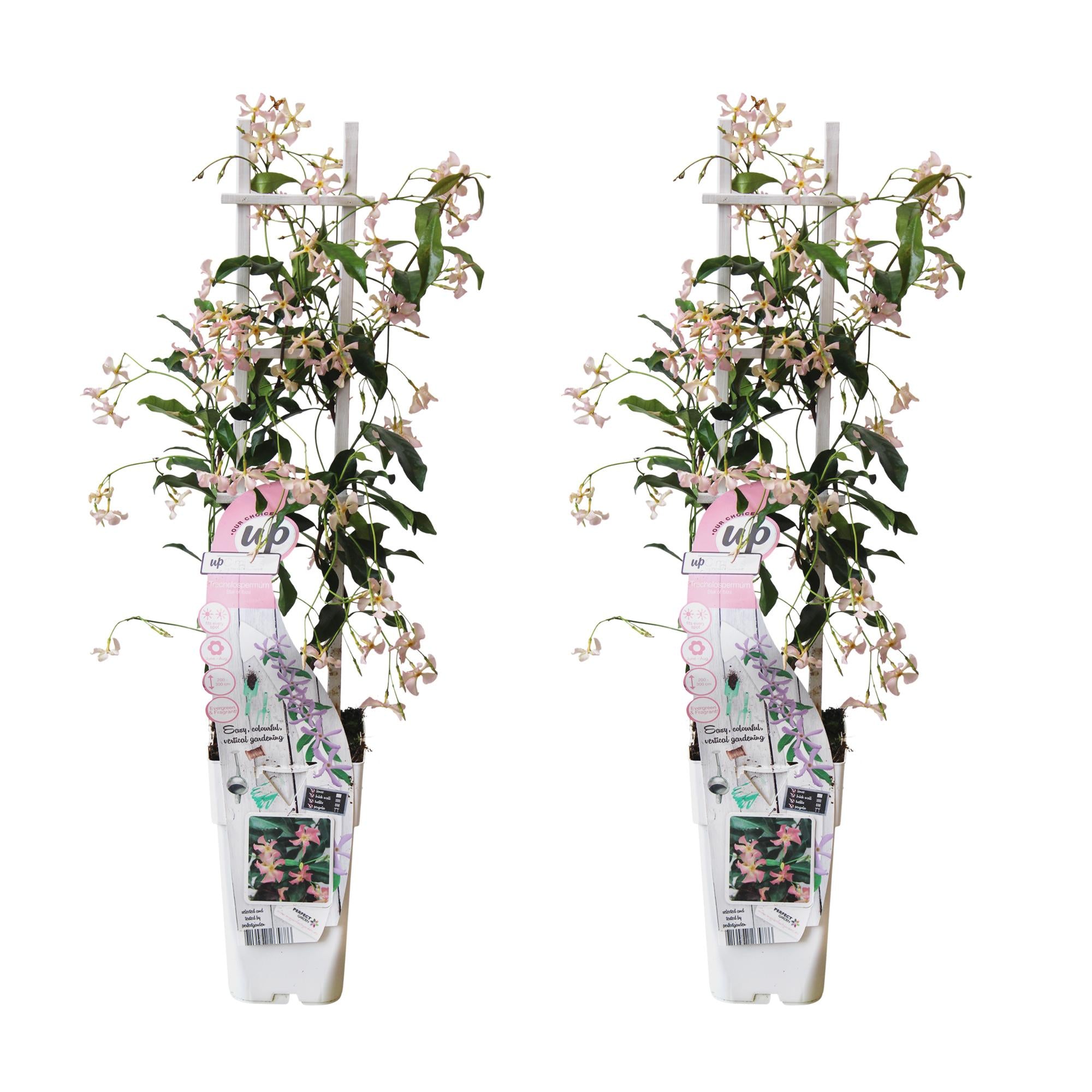2x, Trachelospermum 'Star of Ibiza', 65 cm, Ø15 cm