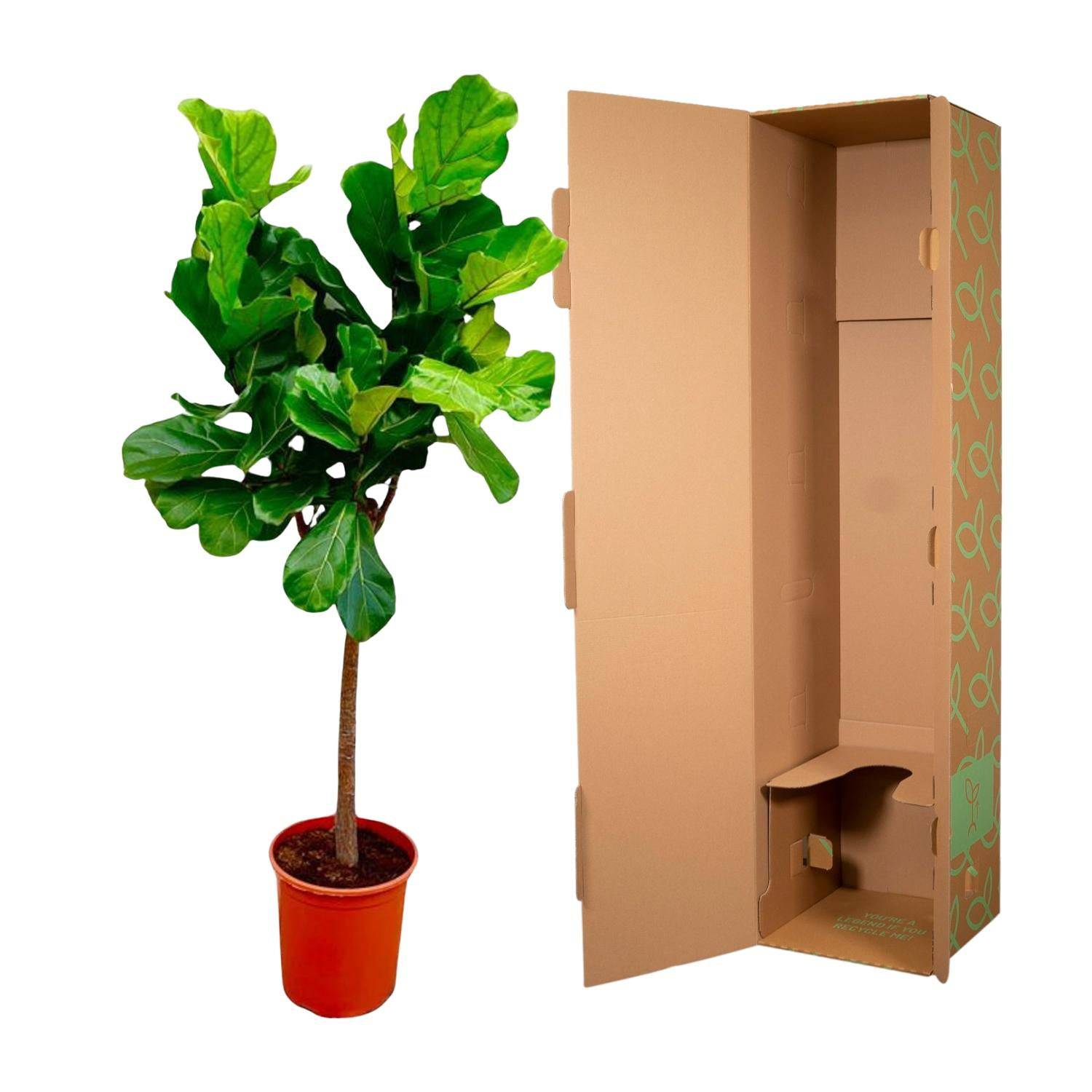 Ficus lyrata Baum – 150 cm – Ø30 - Botanic-Vibes
