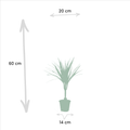 2× Dracaena – 60 cm – Ø14 - Botanic-Vibes