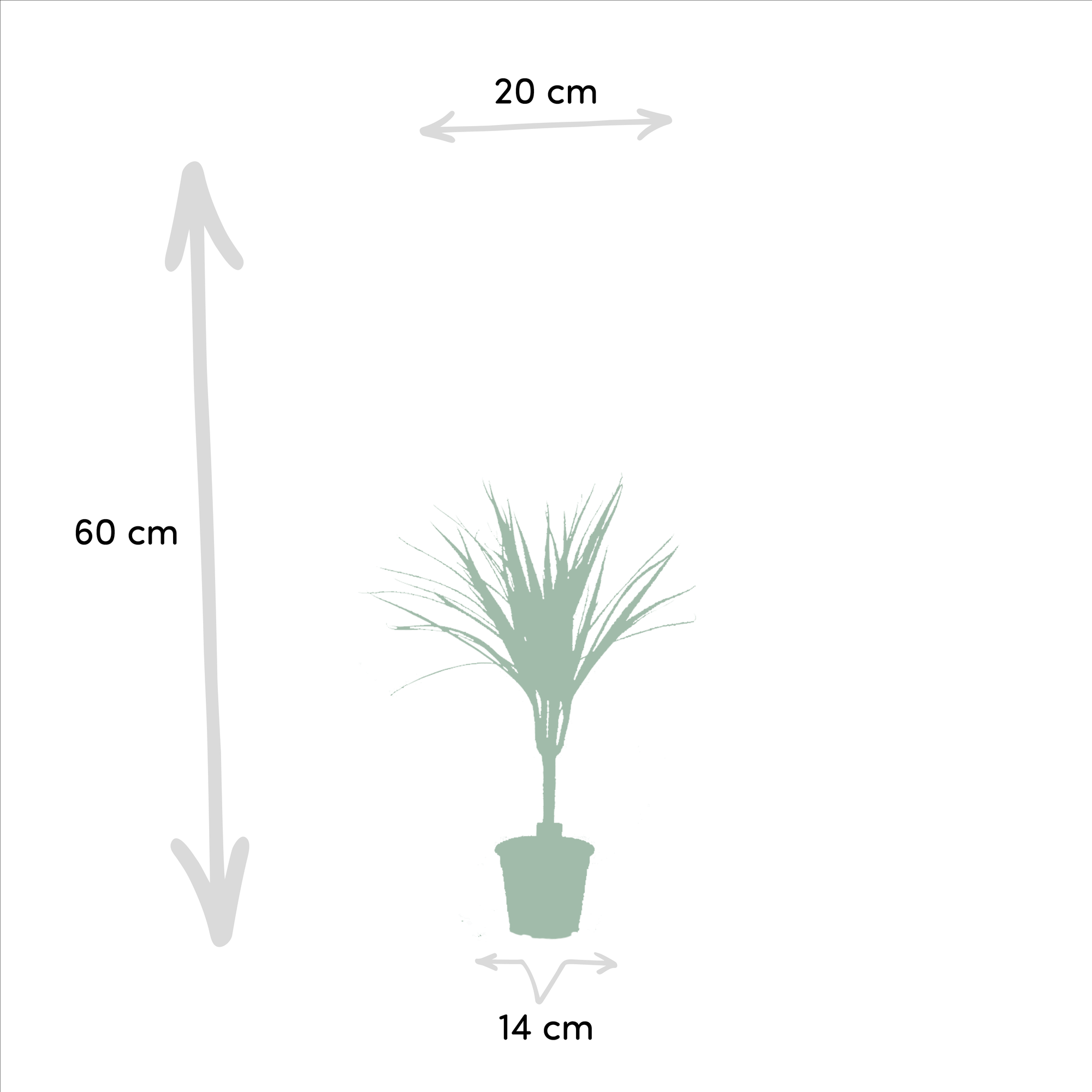 2× Dracaena – 60 cm – Ø14 - Botanic-Vibes