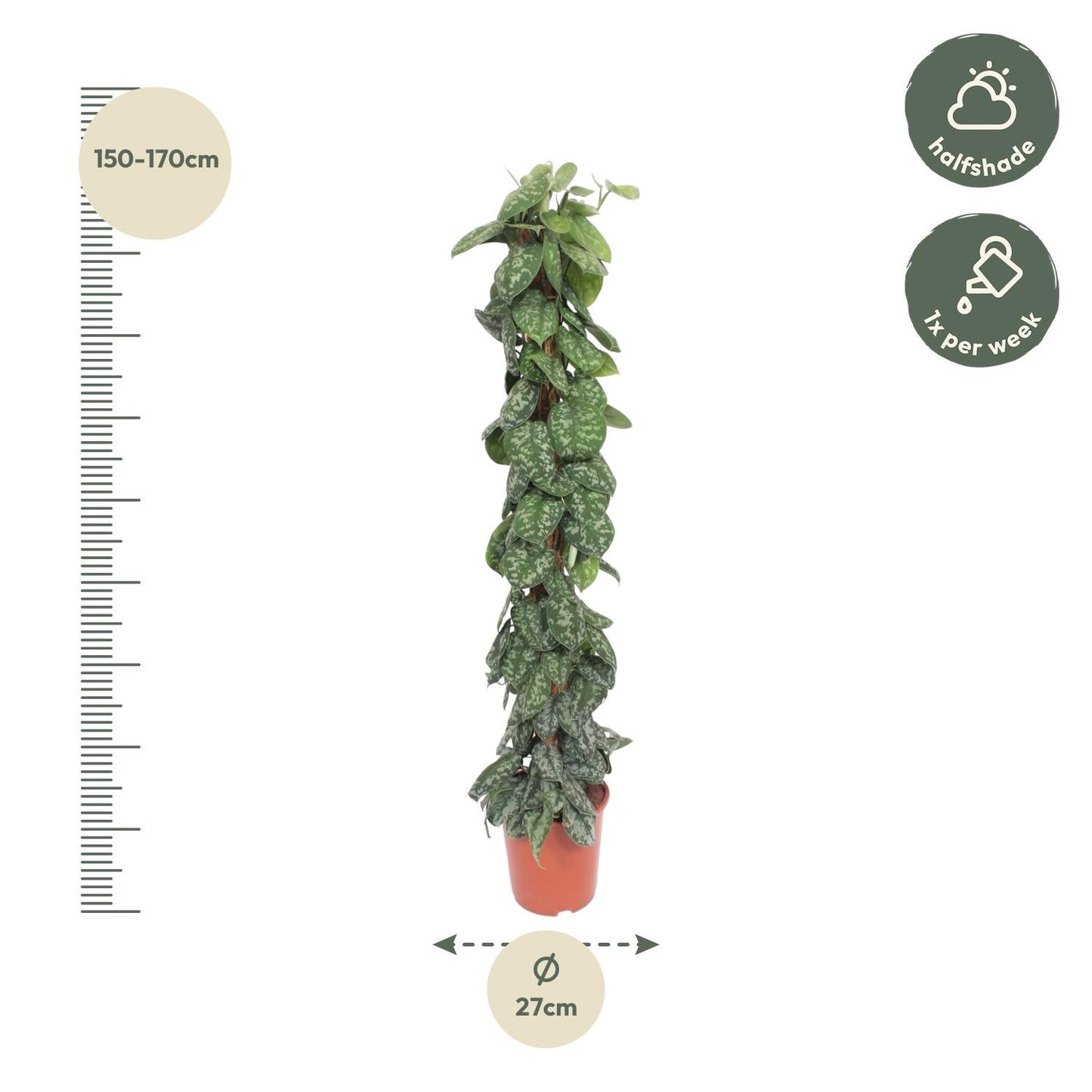 Scindapsus pictus Trebie – mit Moosstab – 160 cm – Ø30