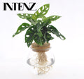 Monstera Adansonii in Bolglas + Klikkurk, Ø12 cm, 25 cm