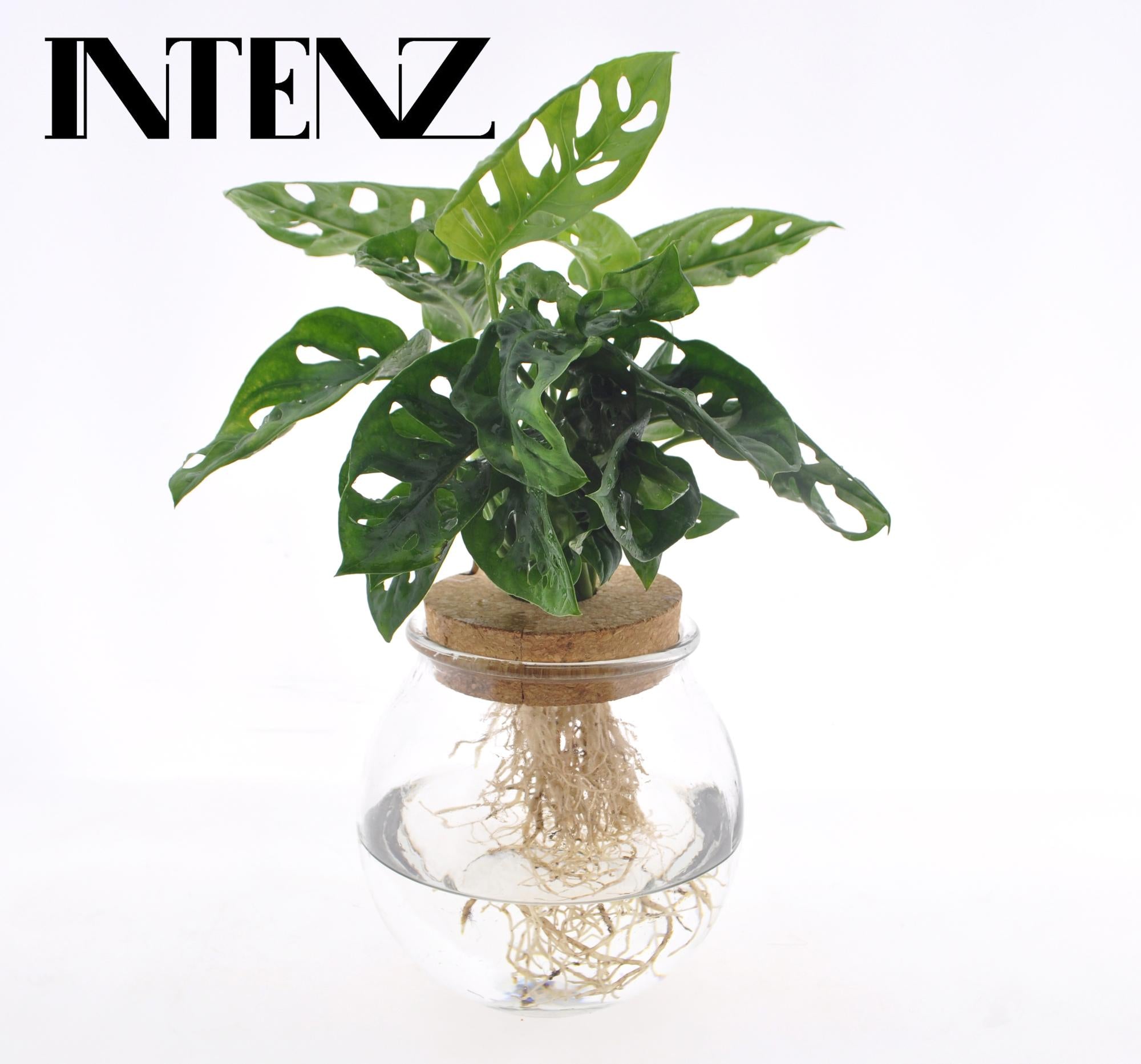 Monstera Adansonii in Bolglas + Klikkurk, Ø12 cm, 25 cm