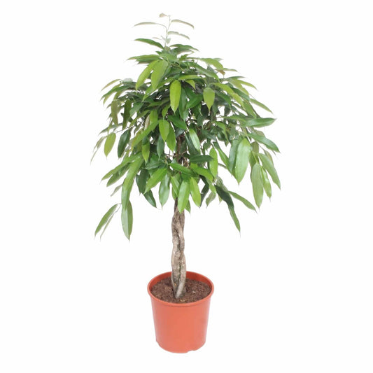Ficus 'Amstel King' geflochtener Stamm – 140 cm – Ø30 - Botanic-Vibes