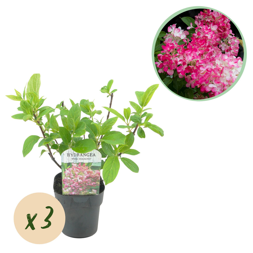 Rispenhortensie, Hydrangea panniculata Rosa Diamond, Blüte Weiß Rosa, 3 Pflanzen, 1 m2, Laubabwerfend, Große Blüten, Topf 17 cm 50 cm