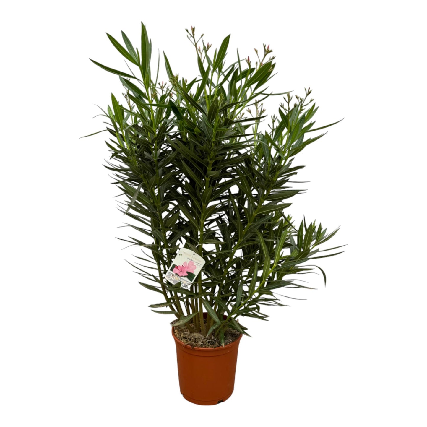 Nerium oleander Strauch mit weißer Blüte – 160 cm – Ø32