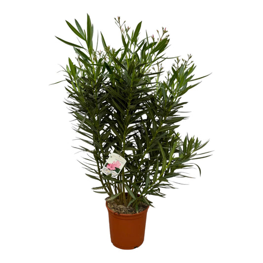 Nerium oleander Strauch mit weißer Blüte – 160 cm – Ø32