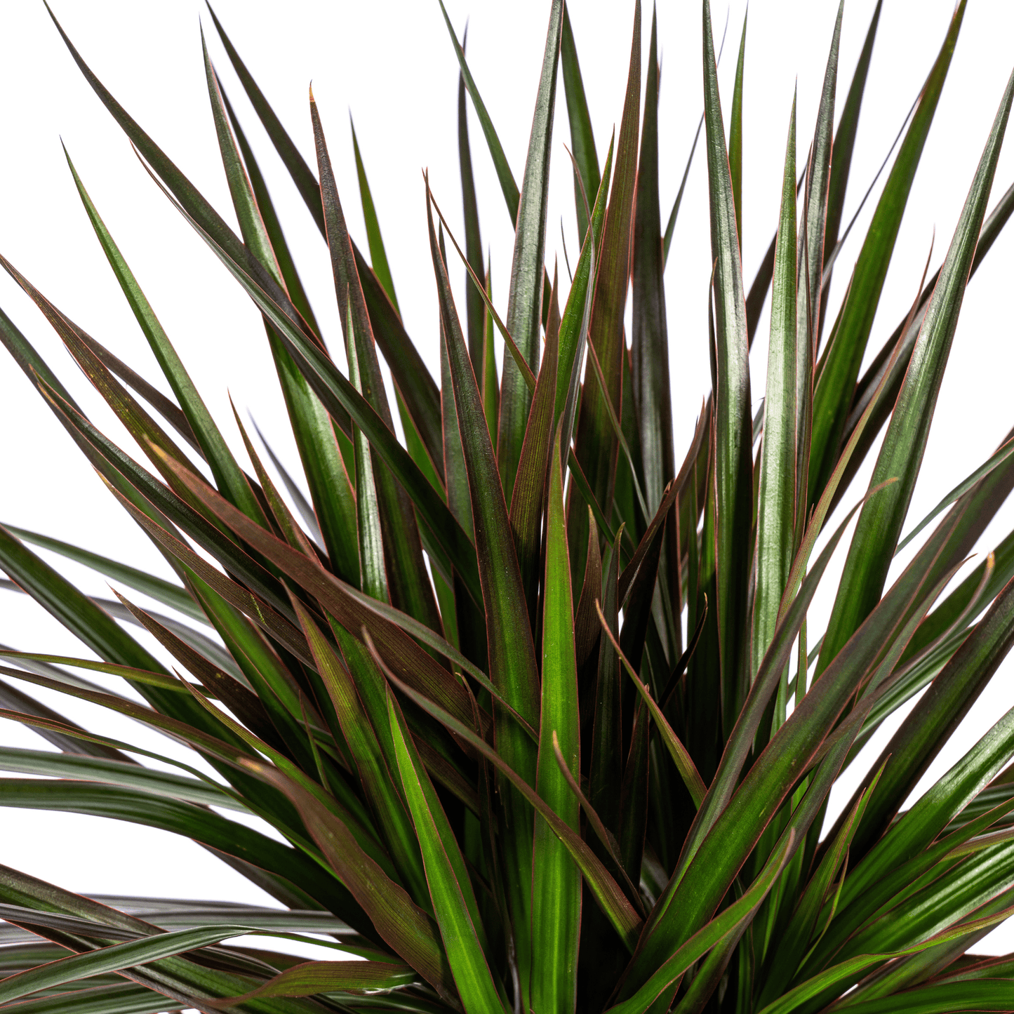 Dracaena Marginata Magenta Ø24cm - ↕130 - 150cm - Botanic-Vibes