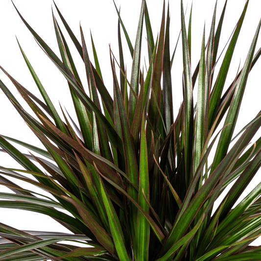 Dracaena Marginata Magenta Ø24cm - ↕130 - 150cm - Botanic-Vibes